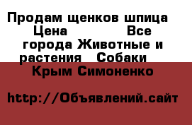 Продам щенков шпица › Цена ­ 20 000 - Все города Животные и растения » Собаки   . Крым,Симоненко